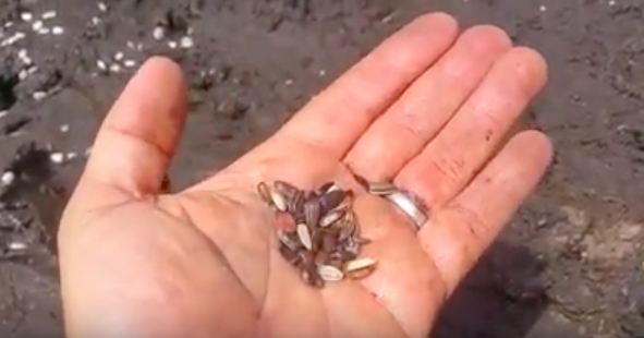 Sunflower Seeds